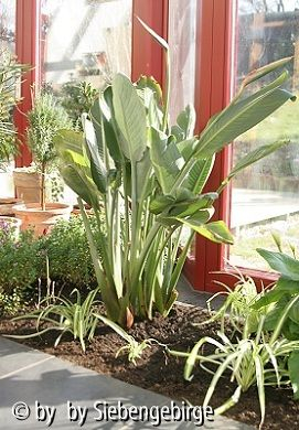 Wintergarten_März