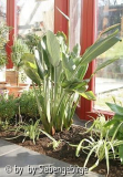 Wintergarten_März