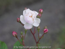unbekannte Polyantha