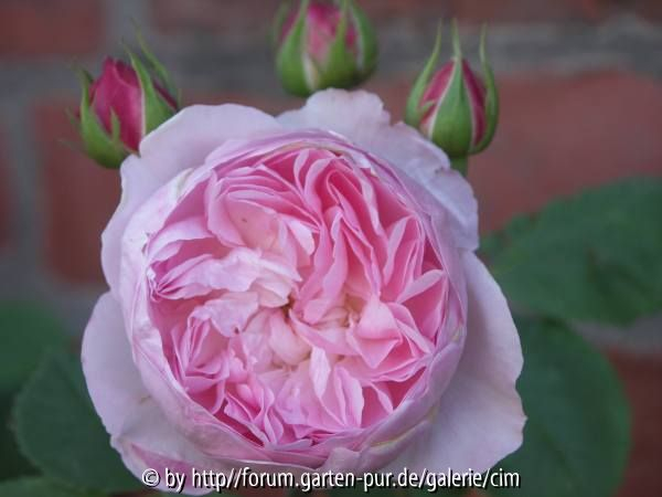 Major of Casterbridge