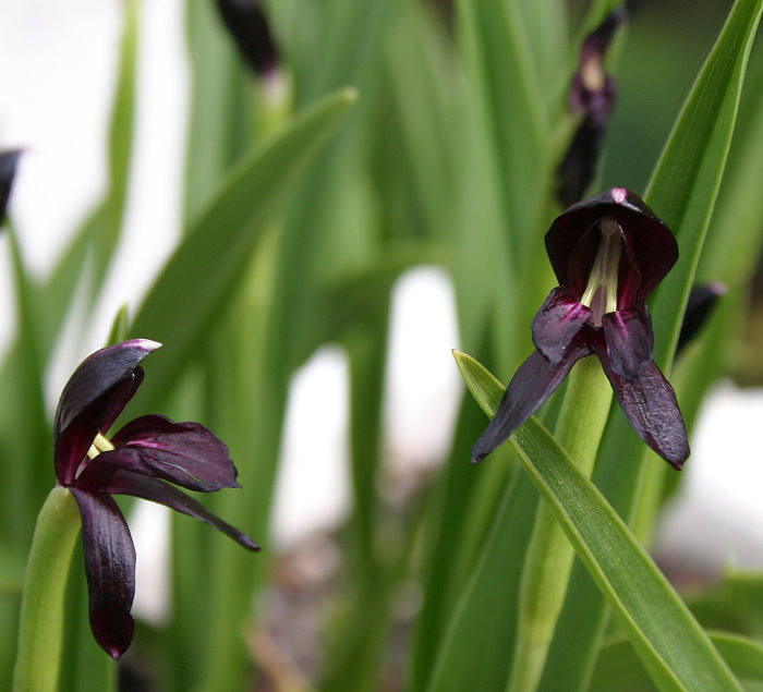 Roscoea scillifolia f. atropurpurea