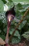 Arisaema speciosum