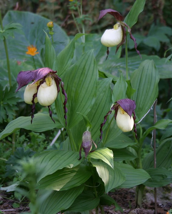 Cypripedium kentuckiense