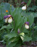 Cypripedium kentuckiense