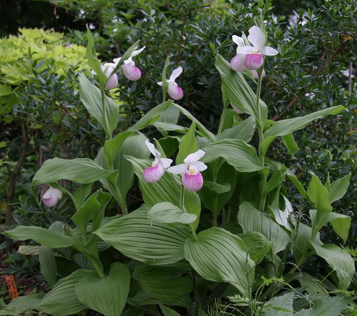 Cypripedium reginae