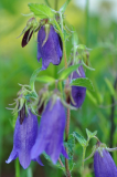 Campanula sarastro.jpg