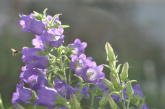 Campanula media.jpg