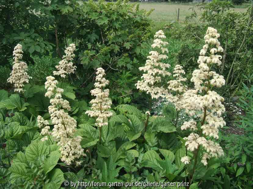 Rodgersia aesculifolia (2011-06)
