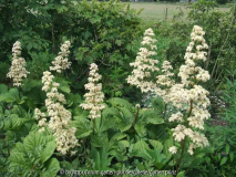 Rodgersia aesculifolia (2011-06)
