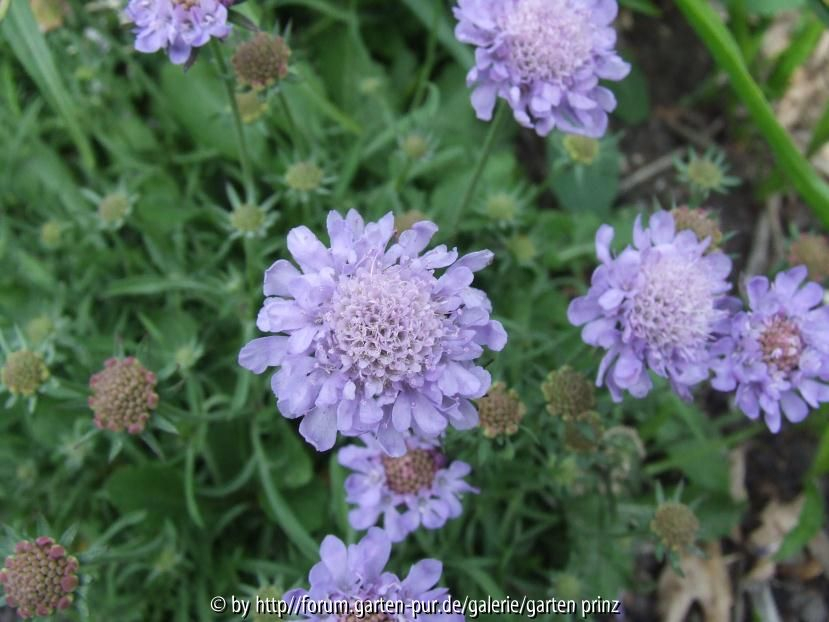 Scabiosa japonica var. alpina
