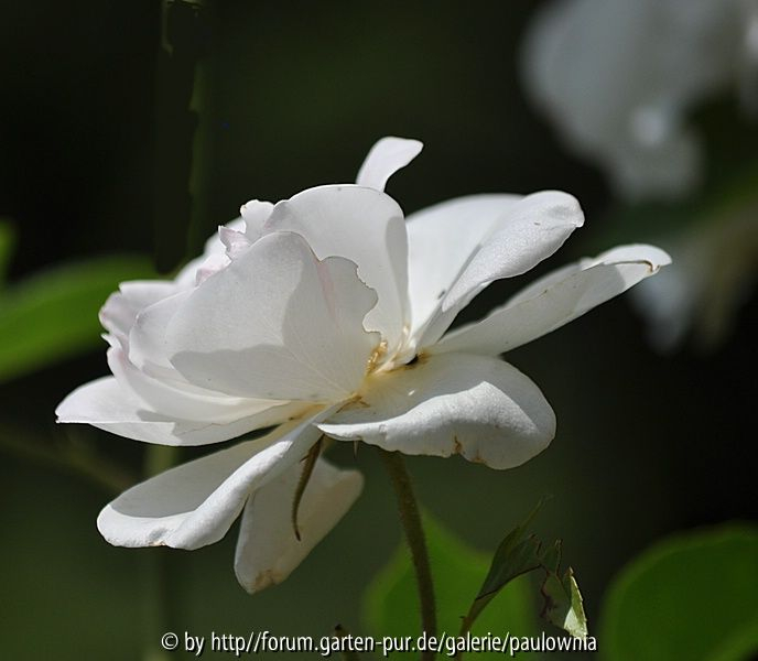 Rose nachgeschärft