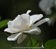 Rose nachgeschärft