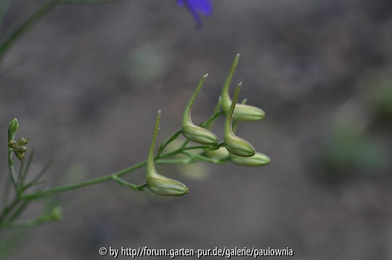 Ackerrittersporn