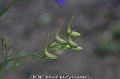 Ackerrittersporn