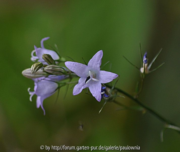 Waldglockenblume
