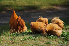 Wache 3 - beim Scharren