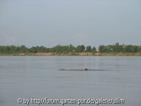 Kratie10