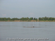 Kratie10
