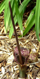 Typhonium venosum