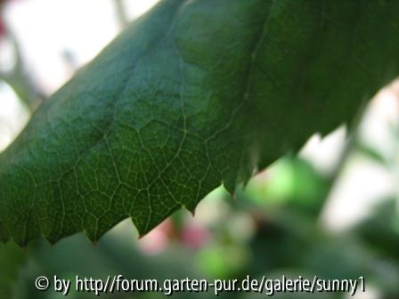 Welche Rosensorte ist das?