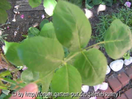 Welche Rosensorten sind das?
