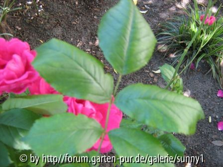 Welche Rosensorten sind das?