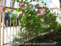 Welche Rosensorten sind das?