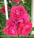 Welche Rosensorten sind das?