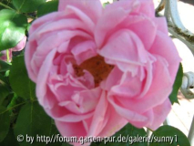 Welche Rosensorten sind das?