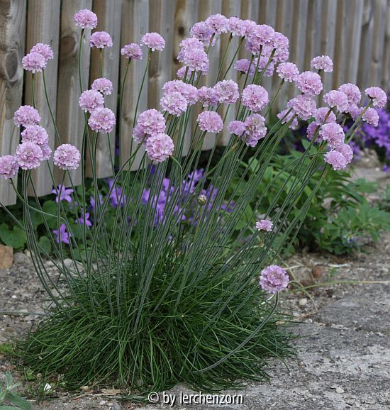Grasnelke (Armeria), unbekannte Kulturform