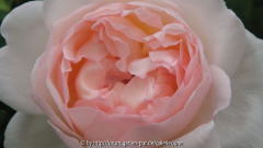 Sharifa Asma im Detail