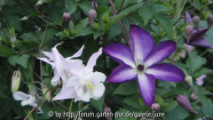 Venosa Violacea m. Akelei