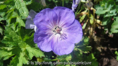 Rozanne 201104