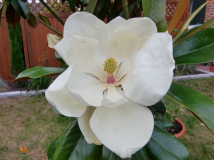 M.grandiflora Goliath