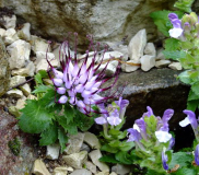 Physoplexis comosa
