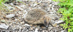 Igel3