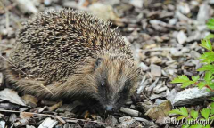 Igel2