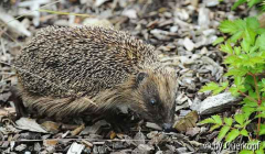 Igel1
