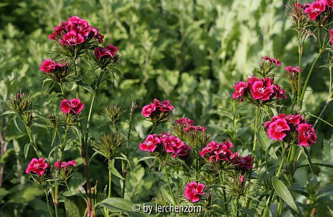 Bart-Nelke (Dianthus barbatus)