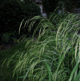 Waldtrespe
