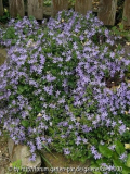 Sternglockenblume.JPG