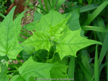 Chenopodium bonus-henricus oder was anderes