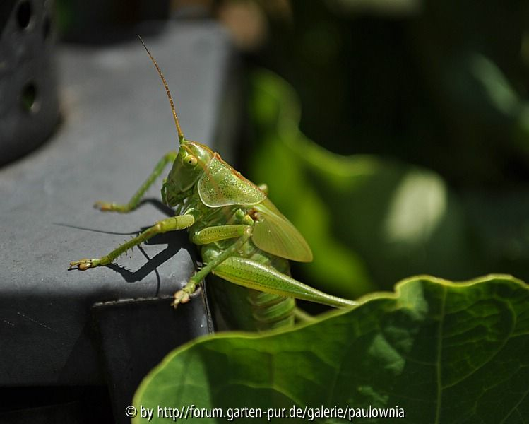 Hopper 3