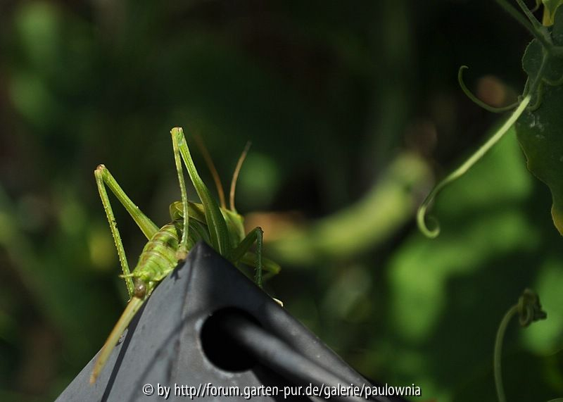 Hopper 2