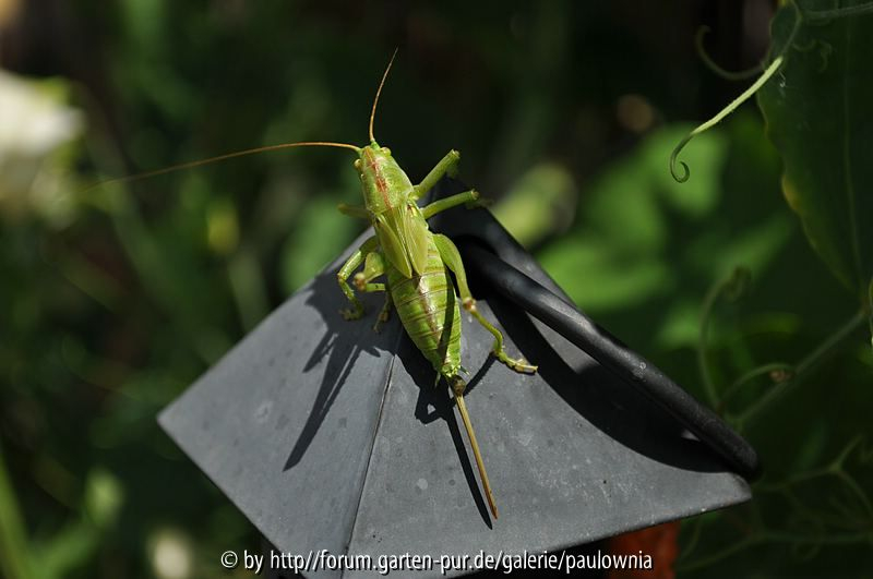 Hopper 1