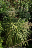 Cordyline indivisa - beide Blüten