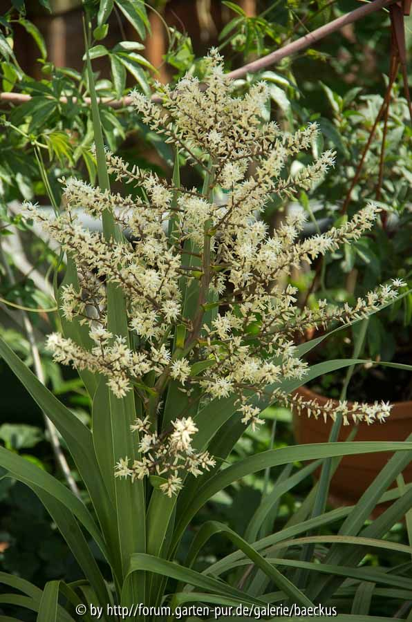Cordylline indivisa-Einzelblüte