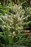 Cordylline indivisa-Einzelblüte