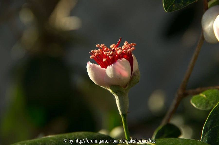 Acca Sellowiana - Knospe