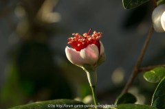 Acca Sellowiana - Knospe